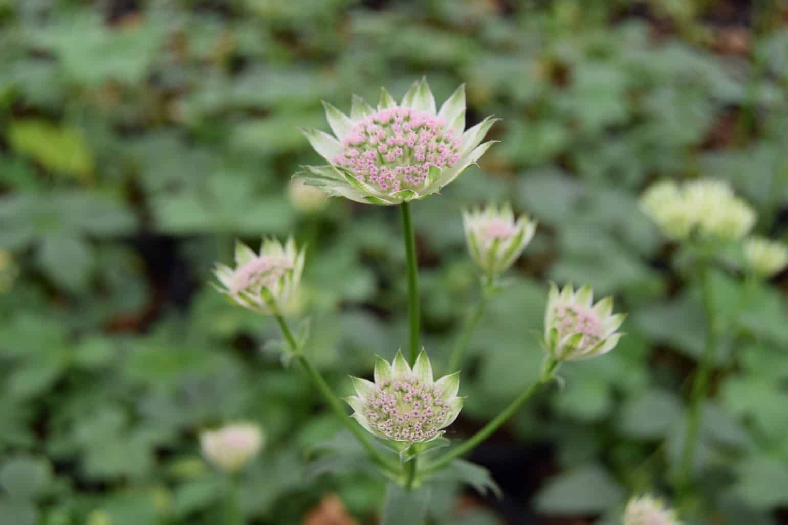 Astrantia 'Buckland' ---